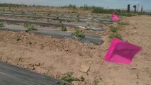 La sequía en el oeste de EEUU pone en jaque a los trabajadores del campo