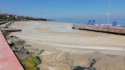 İzmit Körfezi'nde müsilaj etkisini sürdürüyor