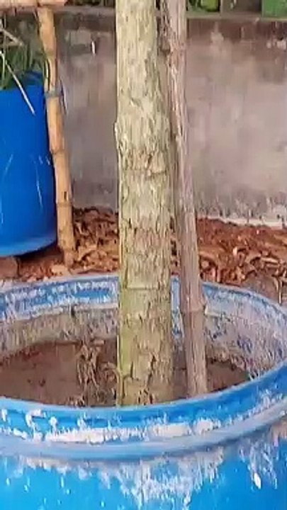 Mango for tree