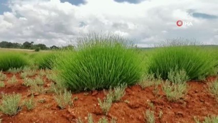 Deterjan ve kozmetik fabrikalarının gözdesi o köy hasada hazırlanıyor