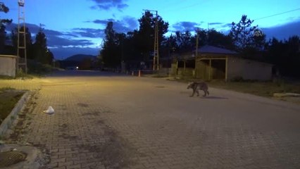 Sarıkamış'ta çöp konteynerinde yiyecek arayan bozayı yavrusu görüntülendi
