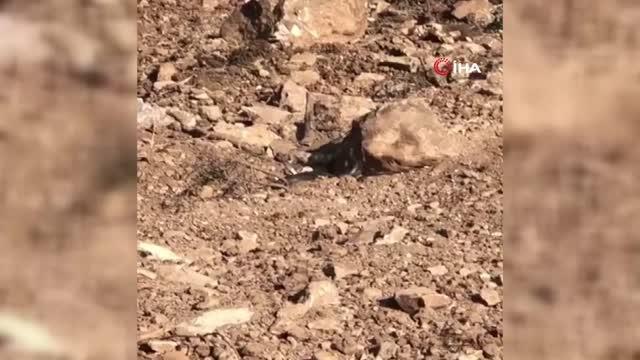 Son dakika haberleri! Siirt'te yılanların dansı kameraya yansıdı