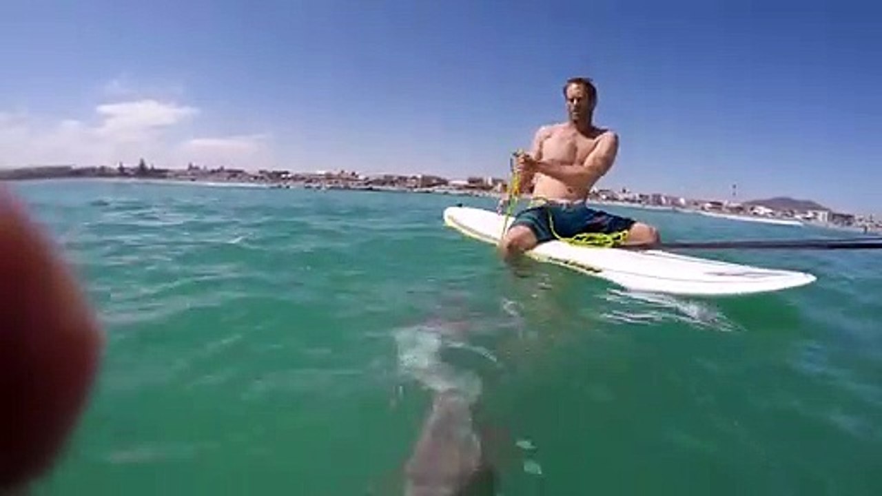 Giant Squid Attacks Surf Board!