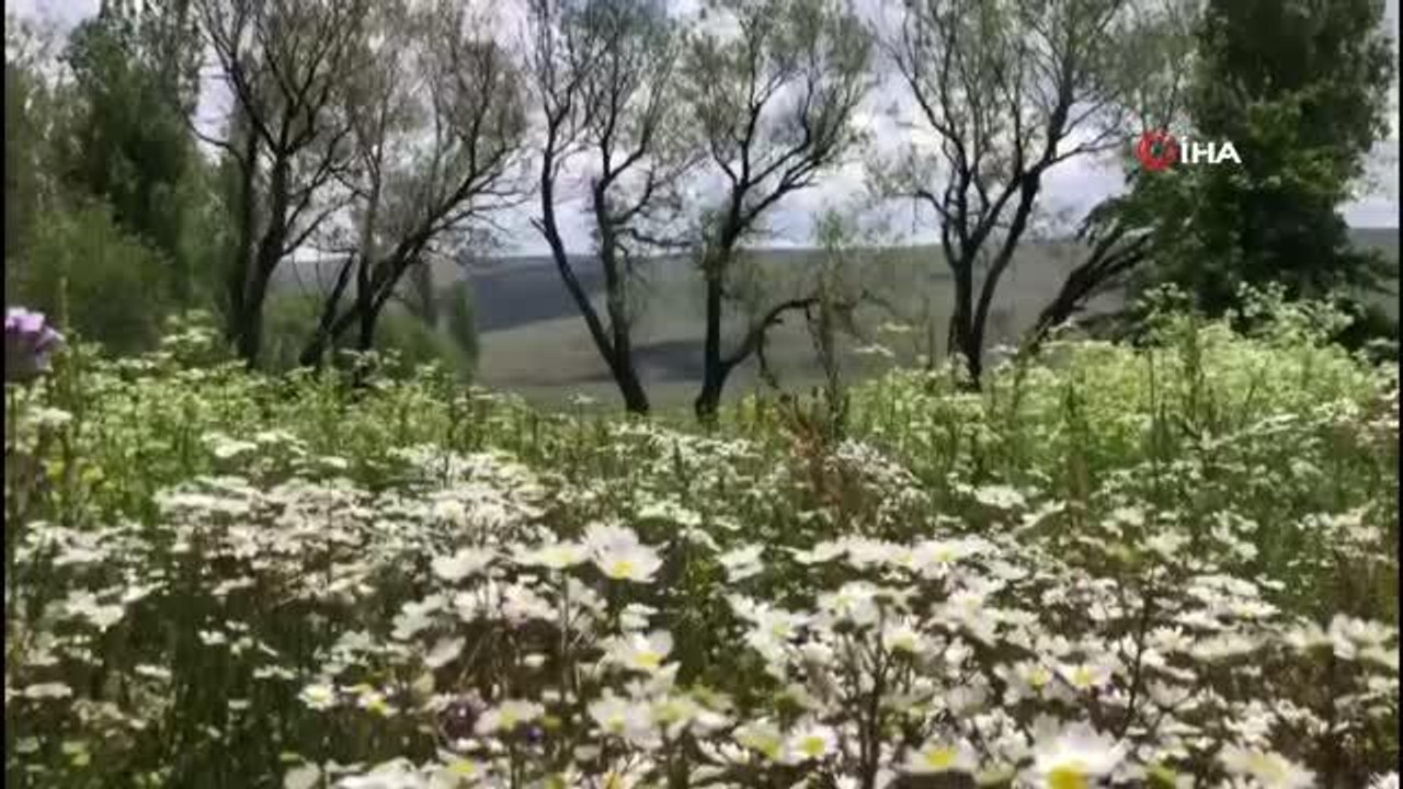 Son dakika haberleri: Allahuekber Dağları'nın eteklerinde görsel şölen
