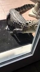 Aggressive Alligator Stares Into Florida Home, Taps on Glass Front Door