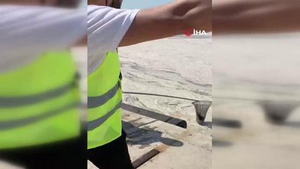 Deniz salyası çalışmaları sırasında ağa takılan martı kurtarıldı