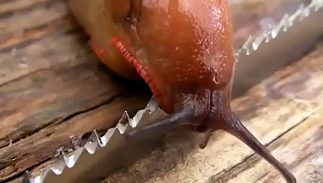 Dünyanın en keskin bıçağı üzerinden sümüklü böcek geçerse ne olur?