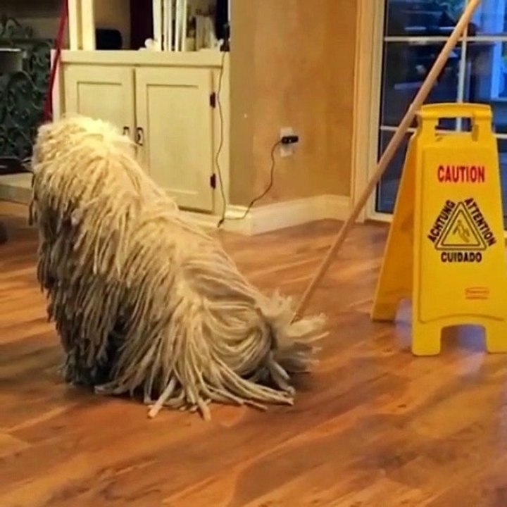 Mop Dog