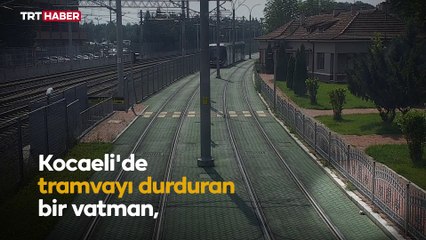 Vatman tramvayı durdurdu, raylardaki kaplumbağaya yardım etti