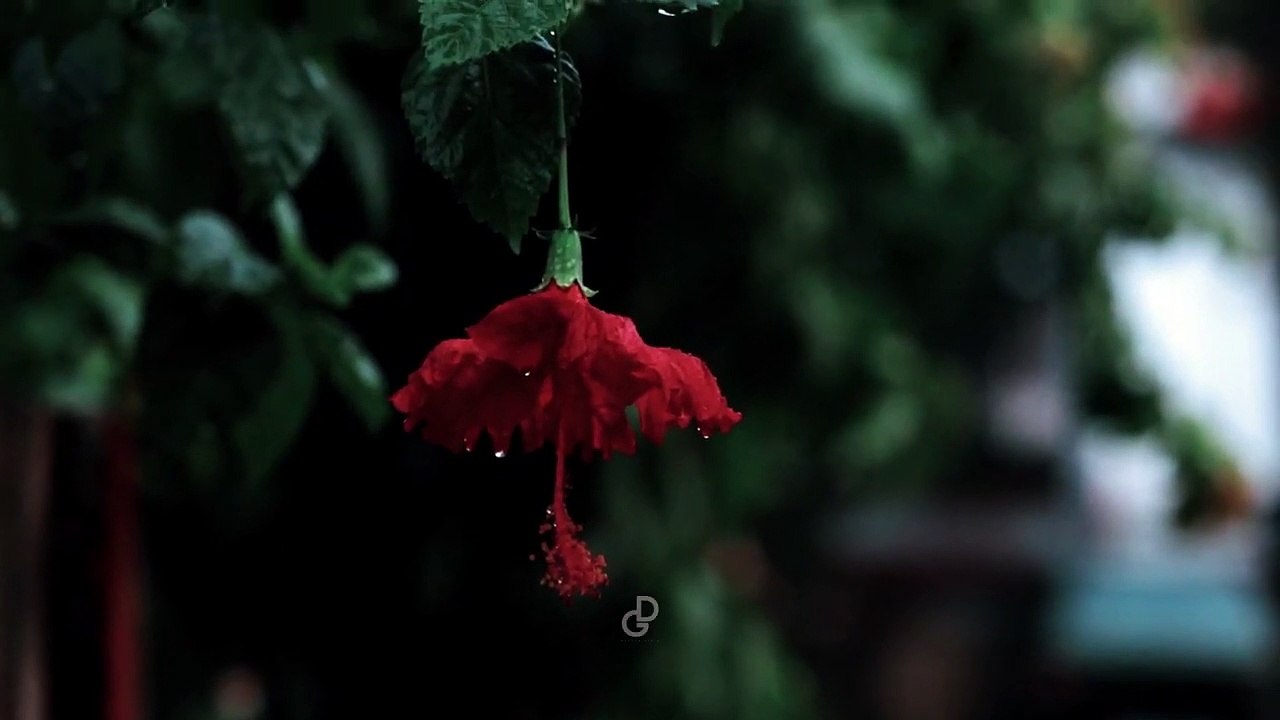 Rain Whatsapp Status _ Rain Whatsapp Status Video _ Rain Day _ mazha whatsapp status malayalam rain