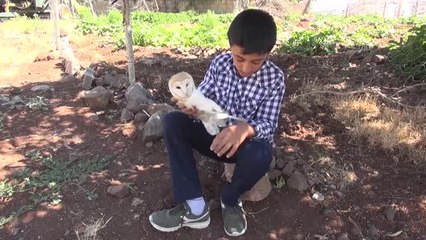 ŞANLIURFA - Yaralı bulunan peçeli baykuş korumaya alındı