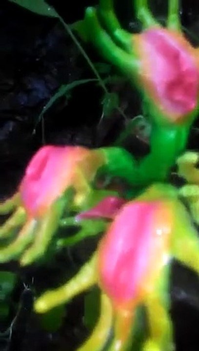 Algo Increíble!!!!!  esta Pasando con la naturaleza