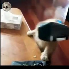 Funny Cat Videos 2021 #4