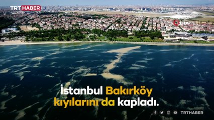 Müsilaj, Bakırköy sahilini de sardı