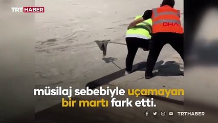 Deniz salyası martının uçmasını engelledi