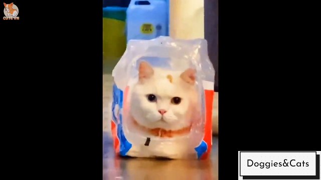 Cute cat and dog compilation 2021 | beautiful cats and dogs - Doggies Cats