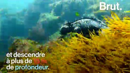 Cet iguane marin est un parfait exemple de l'évolution