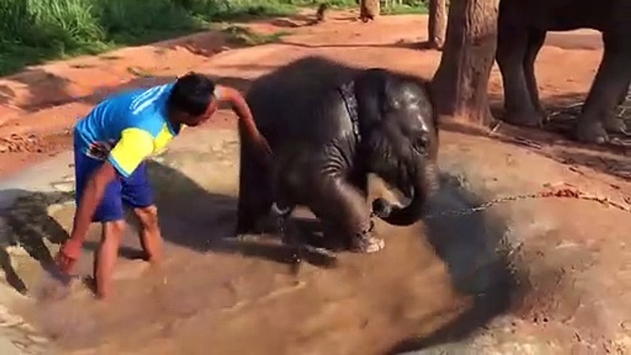 Un bébé éléphant vraiment fan du bain... Trop mignon