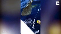 Un requin-baleine vient demander des câlins