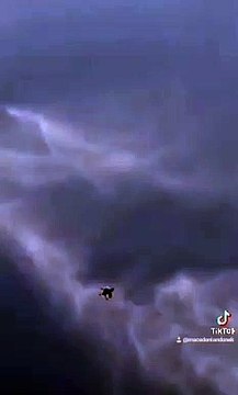 Makedonski dunek, macedonian donek, pacali donek, pigeon, pet, animal, guvercin