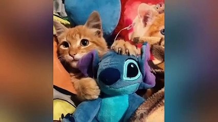 Cats And Dogs Reaction To Toy 2020 - Cute Funny And Smart Pets | Pets Town