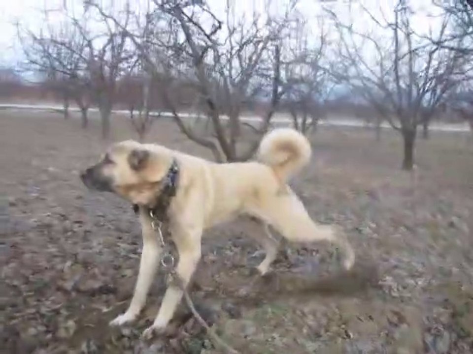 DEV Mi DEV 4*4 COBAN KOPEGi - GiANT 4*4 SHEPHERD DOG