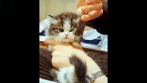 Funny & Cute Cats And Dog Video Compilation  #13 Cutest Lands