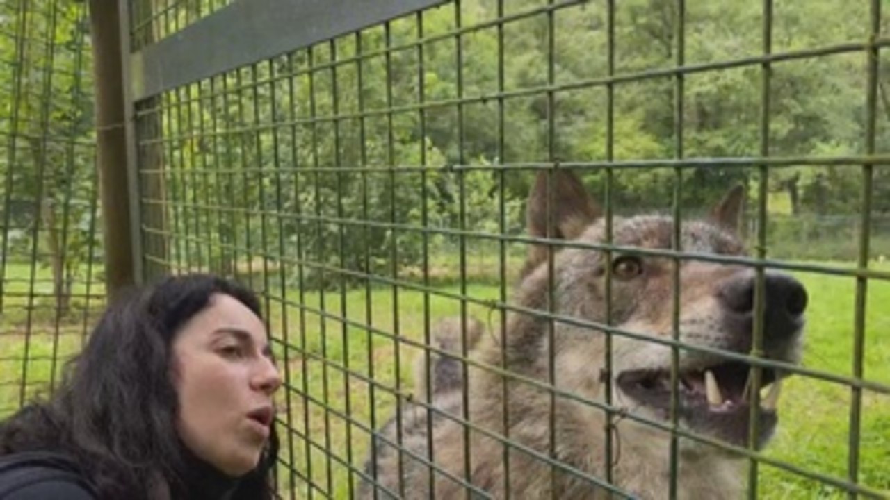 Los aullidos continúan en la Casa del Lobo en plena polémica sobre la especie