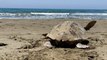 Why endangered turtles swim to a Mediterranean island to lay their eggs