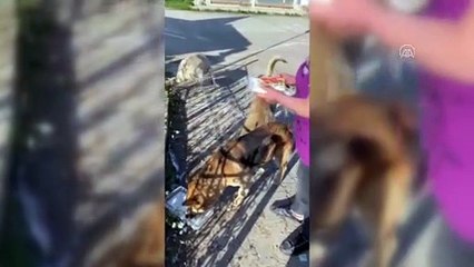 KASTAMONU - HAYTAP gönüllüleri kısıtlamada sokak hayvanlarını unutmadı