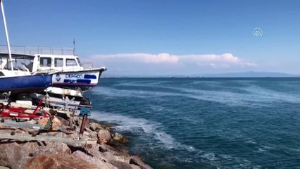 İSTANBUL - Anadolu Yakası'nda müsilaj birikmeleri görülmeye devam ediyor