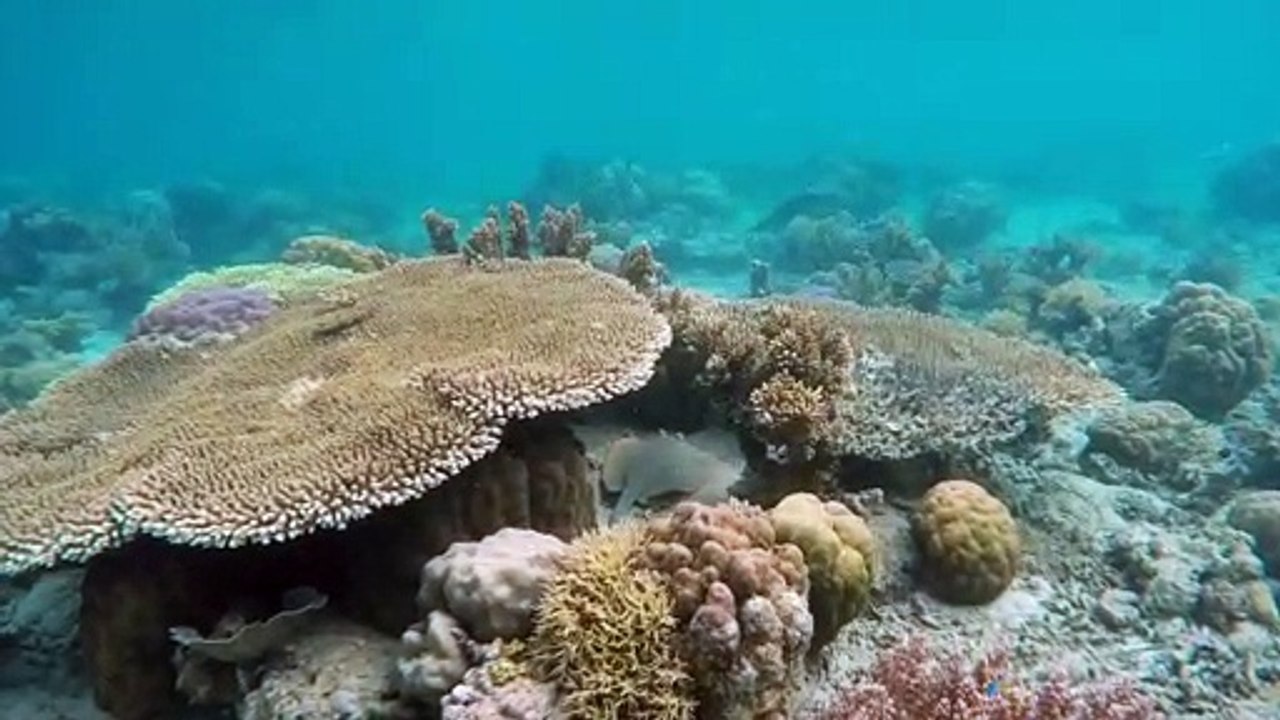 stingray seabed