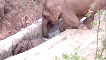 - Çin'de su kanalına düşen yavru fili başka bir fil kurtardı