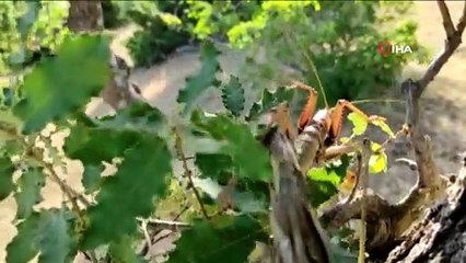 Batman’da 25 santimlik dev çekirge böyle görüntülendi