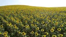 ADANA - Çukurova'da sarıya boyanan ayçiçeği tarlaları doğal fotoğraf stüdyosu haline geldi (2)