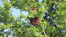 SİVAS - Vali Ayhan, oğul veren arı kolonisini sepet kovana aktardı