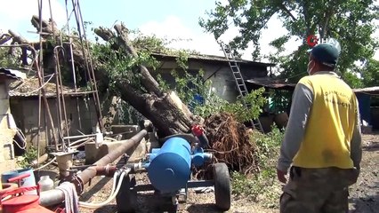 Yarım asırlık dut ağacı fırtınada evin üzerine devrildi