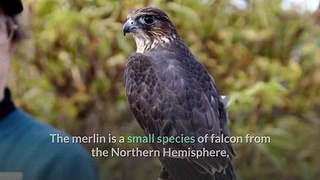 Merlin Bird Happy Learning