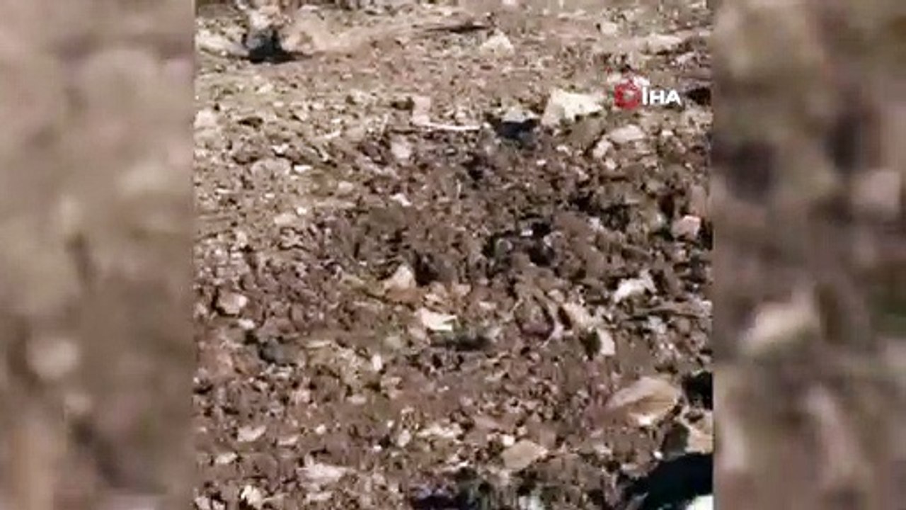 Siirt'te yılanların dansı kameraya yansıdı