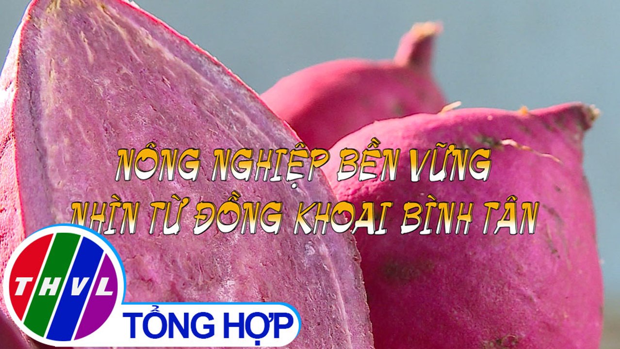 Nông nghiệp bền vững: Nông nghiệp bền vững nhìn từ đồng khoai Bình Tân