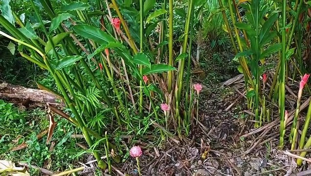 Philippine Wax Flower | Wild Lily | Red Ginger | Etlingera elatior| Plants | Garden