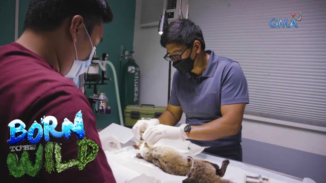 Born to be Wild: Doc Nielsen operates on an injured civet cat in Batangas