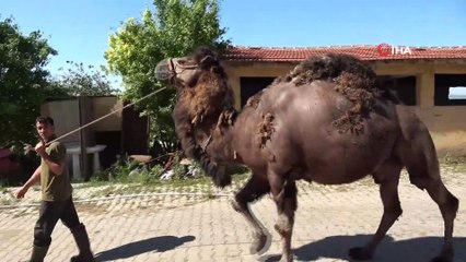 Güreşleri kaybetti, kurbanda bıçak altına yatacak