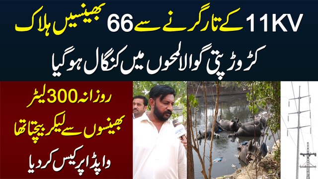 Crorepati Gawala Kangal Ho Gaya - 66 Bhainsain Bijli Lagne Se Halak - WAPDA Per Case Kar Dia