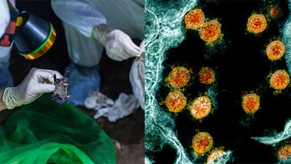24 New Corona Virus मिलने का Scientists ने किया दावा, चौंकाने वाला सच | Boldsky