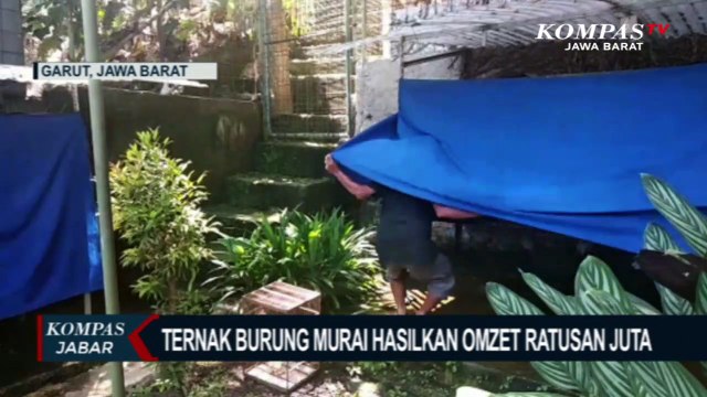 Wow! Ternak Murai Batu Cuan Ratusan Juta