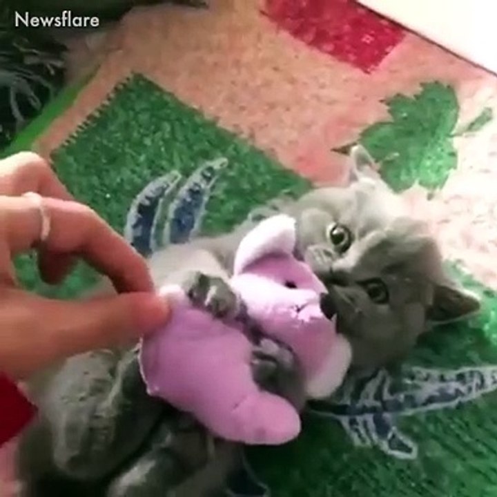 Adorable !!!