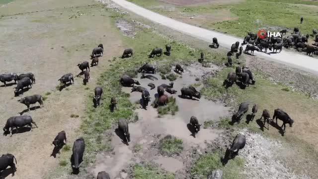 Son dakika haberi | Erzurum'da mandaların keyifli göl banyosu görsel şölen sunuyor