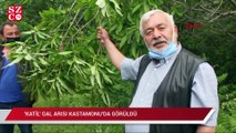 'Katil' Gal arısı Kastamonu'da görüldü