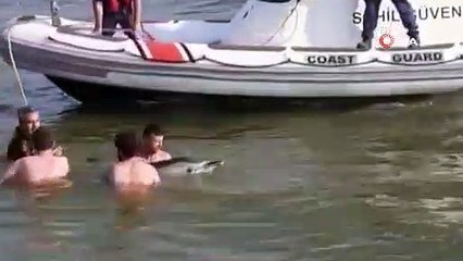 Çizgili Yunus ölü olarak kıyıya vurdu